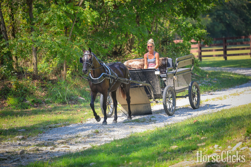 "ROCK HILL FINALLY" Black Mare Morgan - Morgan