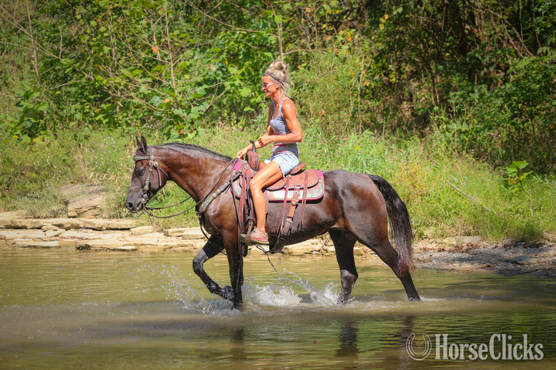 "ROCK HILL FINALLY" Black Mare Morgan Kentucky