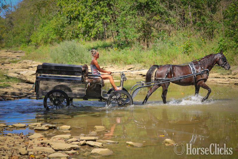 Morgan - "ROCK HILL FINALLY" Black Mare Morgan in Kentucky