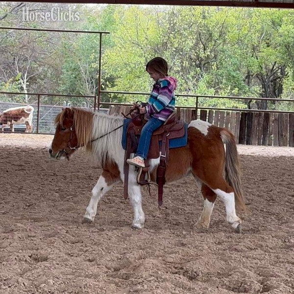 "Tori" Sorrel Gelding Pony in Texas