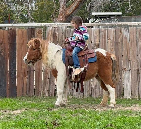 "Tori" Sorrel Gelding Pony