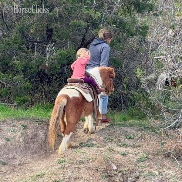 Texas "Tori" Sorrel Gelding Pony