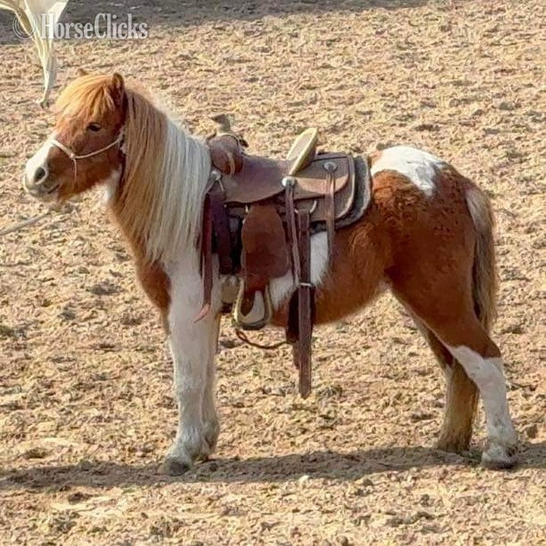 "Tori" Sorrel Gelding Pony - Pony in Texas