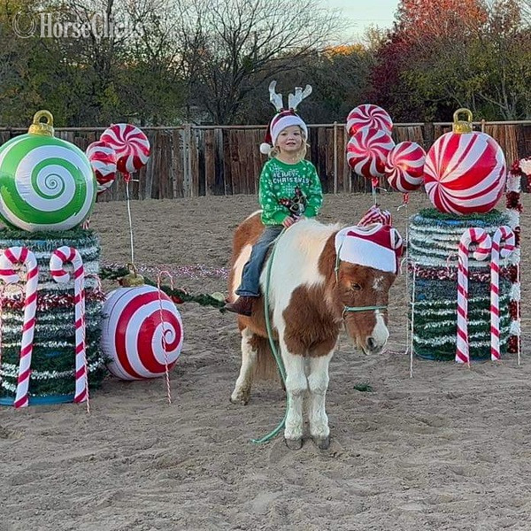 Pony - "Tori" Sorrel Gelding Pony in Texas