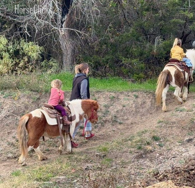 Pony - "Tori" Sorrel Gelding Pony
