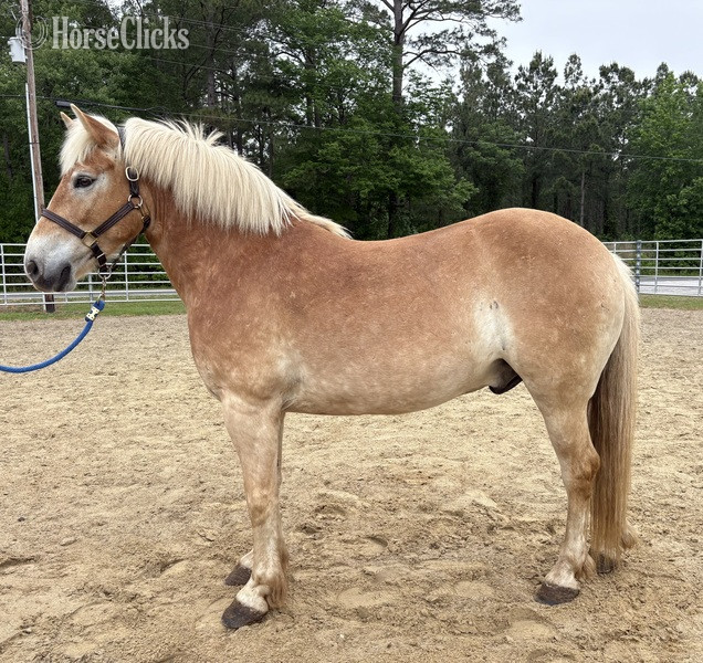 "Haflinger" Sorrel Gelding Haflinger in North Carolina