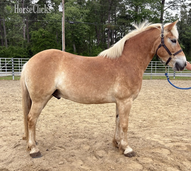 "Haflinger" Sorrel Gelding Haflinger