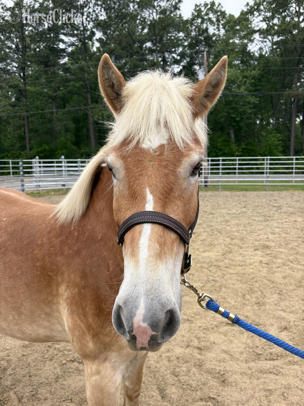 North Carolina "Haflinger" Sorrel Gelding Haflinger