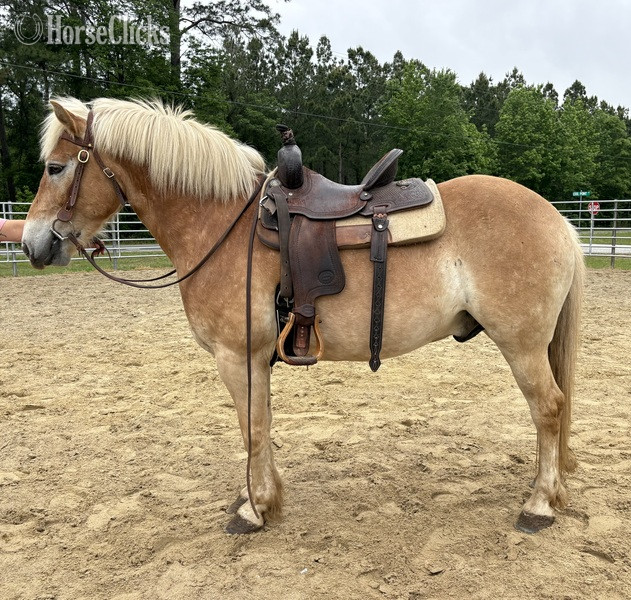 "Haflinger" Sorrel Gelding Haflinger - Haflinger in North Carolina