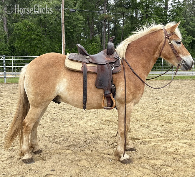 "Haflinger" Sorrel Gelding Haflinger - Haflinger