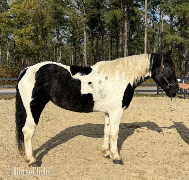 "Opal" Pinto Mare Draft in North Carolina