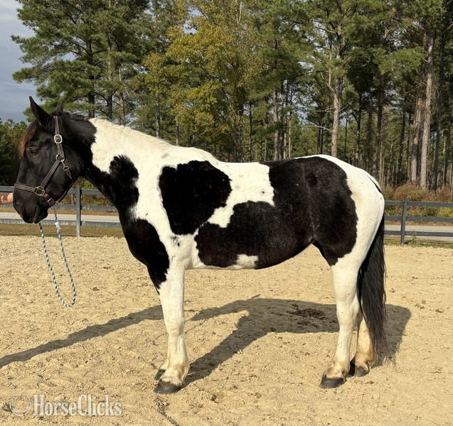 "Opal" Pinto Mare Draft