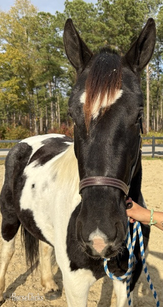 North Carolina "Opal" Pinto Mare Draft