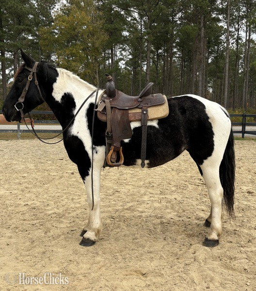 "Opal" Pinto Mare Draft - Draft in North Carolina