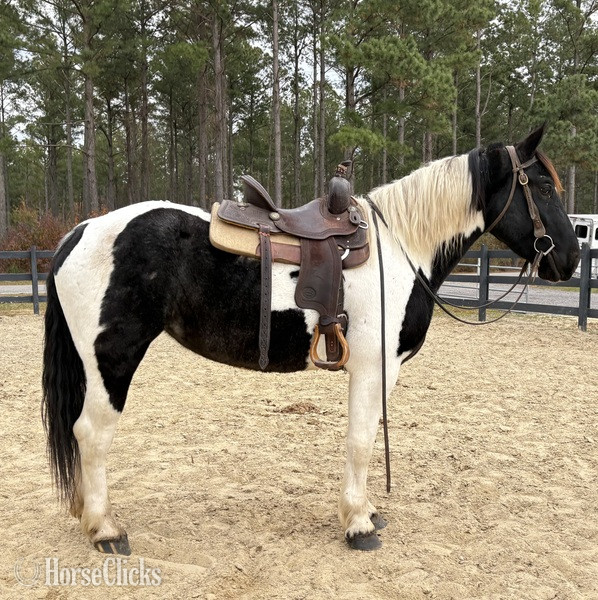 "Opal" Pinto Mare Draft - Draft