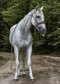 "Tug" Grey Gelding Quarter Horse