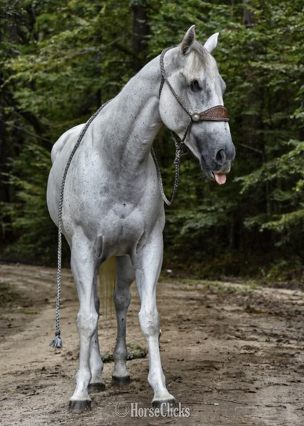 "Tug" Grey Gelding Quarter Horse in South Carolina