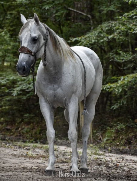 "Tug" Grey Gelding Quarter Horse