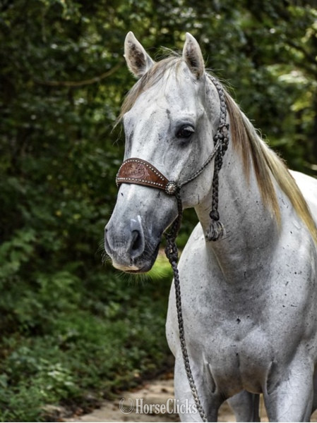 South Carolina "Tug" Grey Gelding Quarter Horse