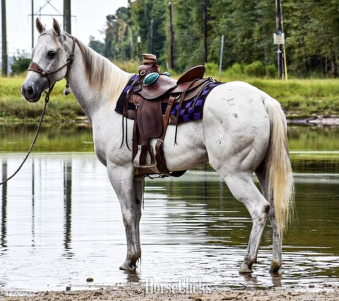 "Tug" Grey Gelding Quarter Horse - Quarter Horse in South Carolina