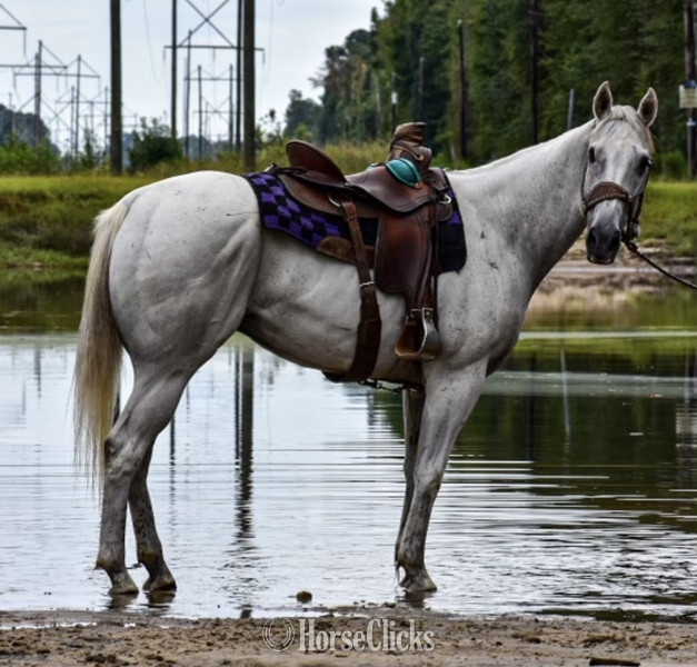 "Tug" Grey Gelding Quarter Horse - Quarter Horse