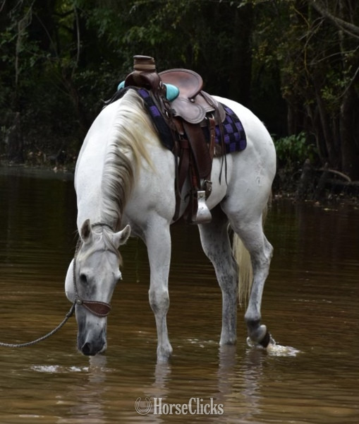 "Tug" Grey Gelding Quarter Horse South Carolina