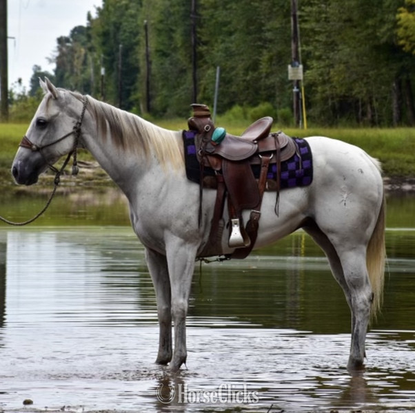 Quarter Horse - "Tug" Grey Gelding Quarter Horse in South Carolina