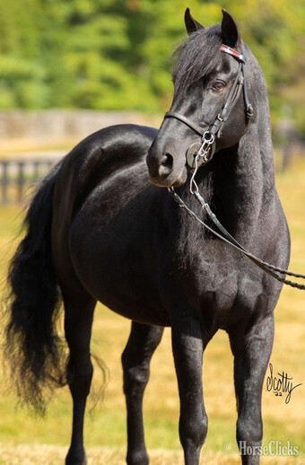 Black 14.2hh Rocky Mountain Stallion