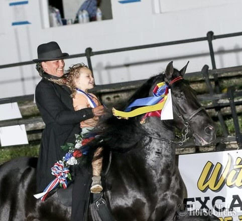 Rocky Mountain - Black 14.2hh Rocky Mountain Stallion