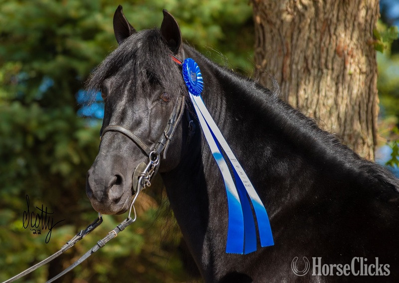 Kentucky Black 14.2hh Rocky Mountain Stallion
