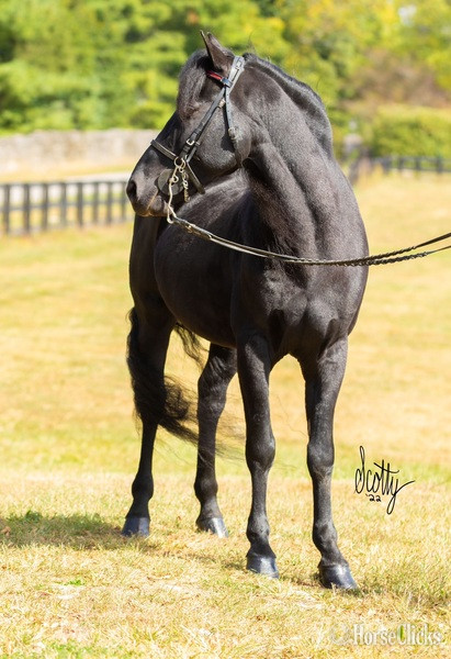 Black 14.2hh Rocky Mountain Stallion - Rocky Mountain in Kentucky