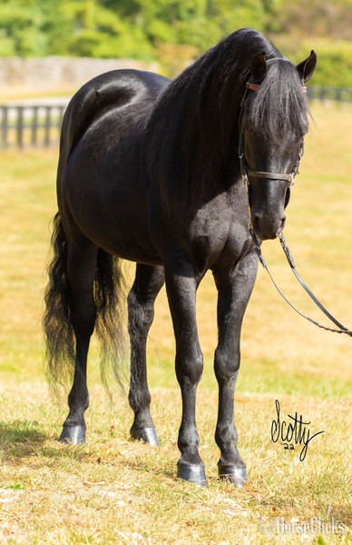 Black 14.2hh Rocky Mountain Stallion - Rocky Mountain