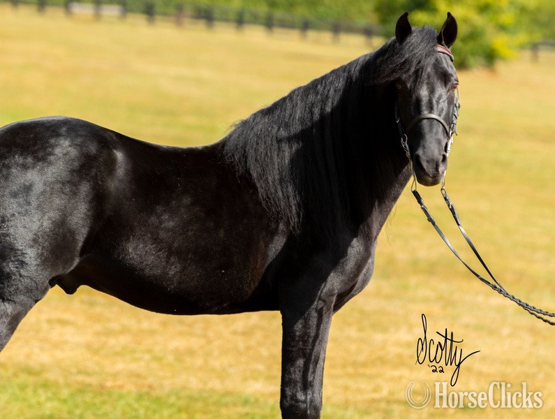 Black 14.2hh Rocky Mountain Stallion Kentucky