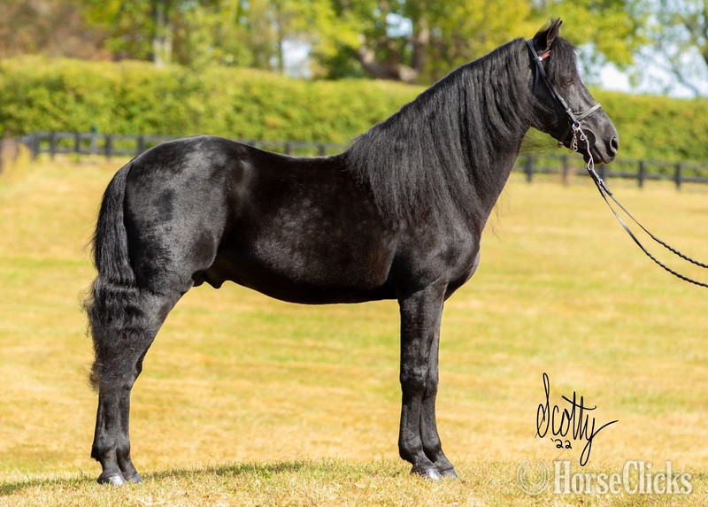 Rocky Mountain - Black 14.2hh Rocky Mountain Stallion in Kentucky