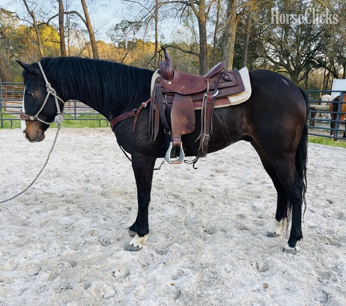 "I?m Law Down" Bay Gelding Quarter Horse in South Carolina