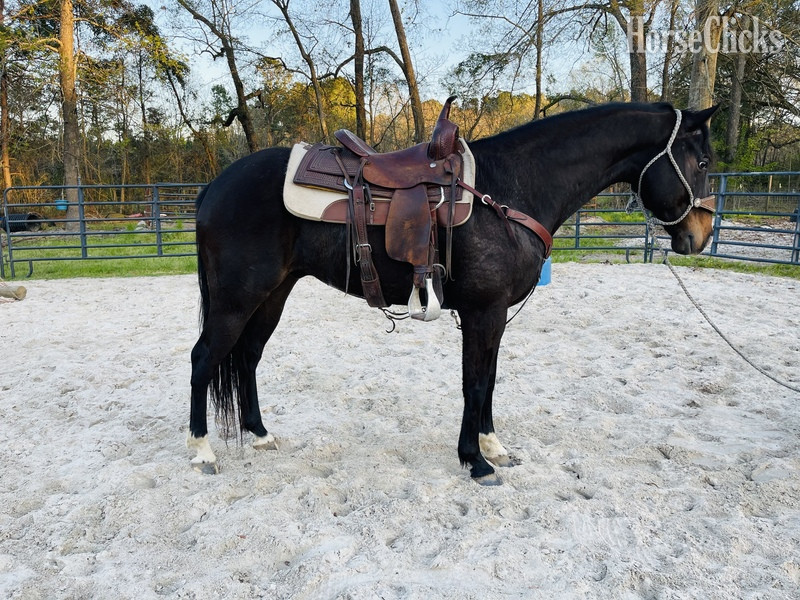 "I?m Law Down" Bay Gelding Quarter Horse