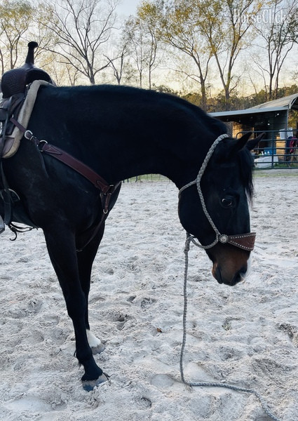 South Carolina "I?m Law Down" Bay Gelding Quarter Horse