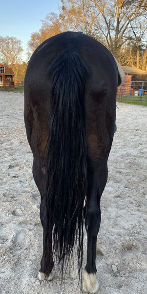 "I?m Law Down" Bay Gelding Quarter Horse - Quarter Horse in South Carolina