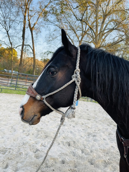"I?m Law Down" Bay Gelding Quarter Horse - Quarter Horse