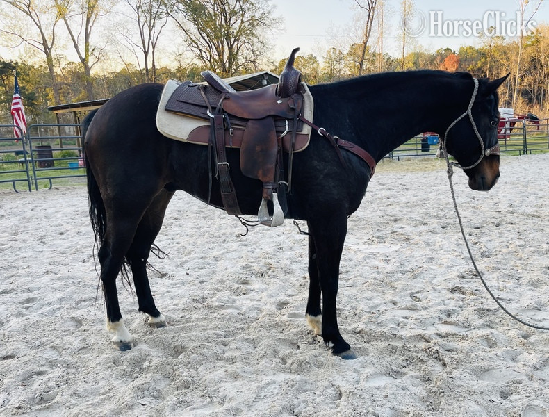"I?m Law Down" Bay Gelding Quarter Horse South Carolina