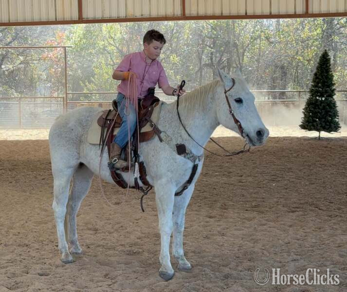 "Tonto" White Gelding Quarter Horse in Texas