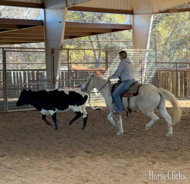 "Tonto" White Gelding Quarter Horse