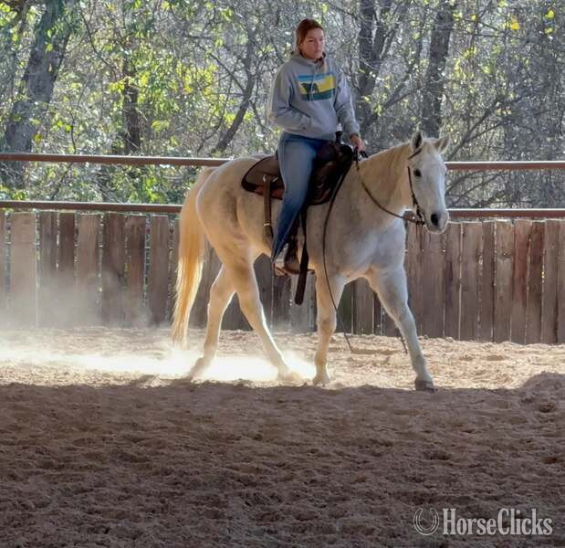Texas "Tonto" White Gelding Quarter Horse