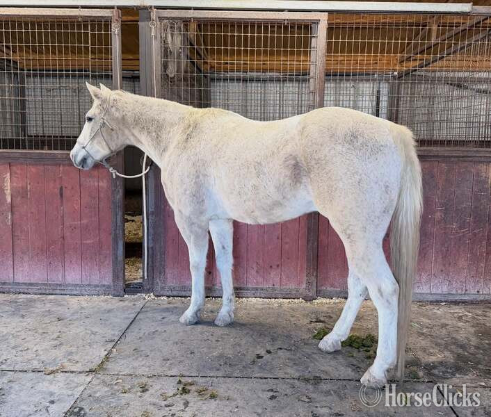 "Tonto" White Gelding Quarter Horse - Quarter Horse in Texas