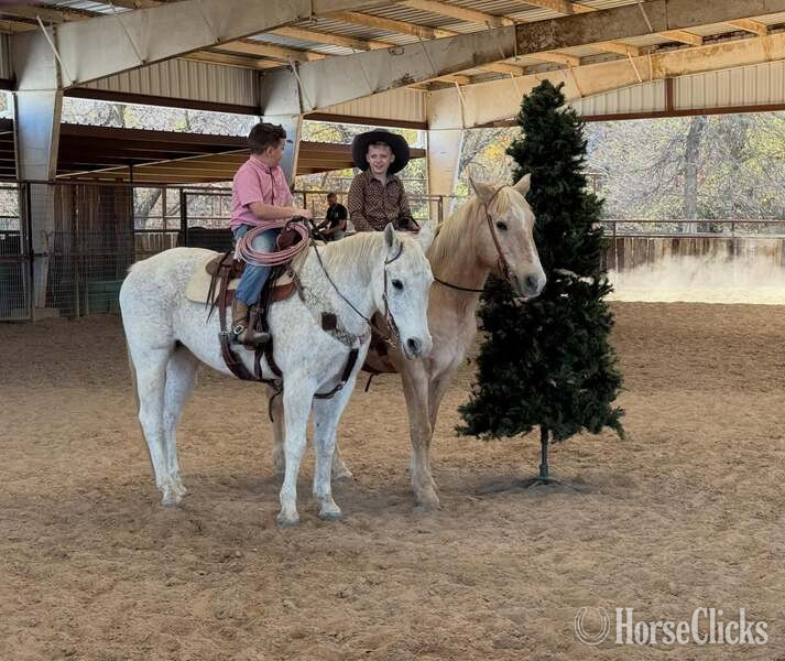 "Tonto" White Gelding Quarter Horse - Quarter Horse