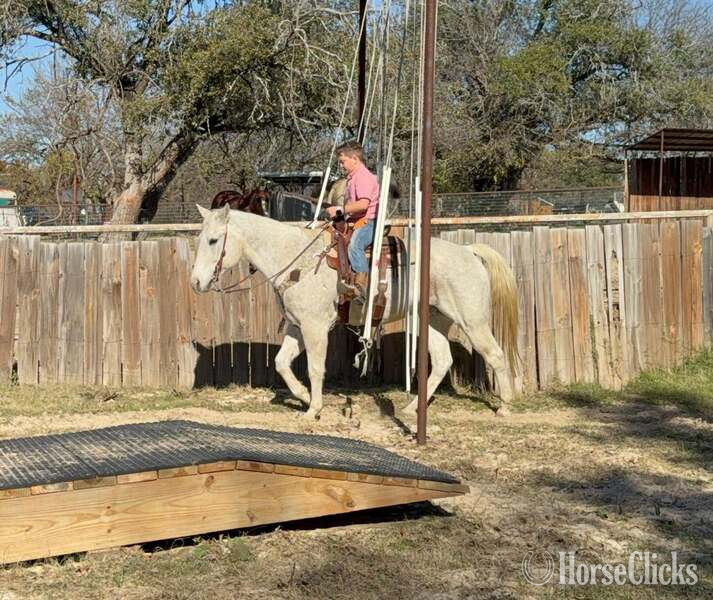 "Tonto" White Gelding Quarter Horse Texas