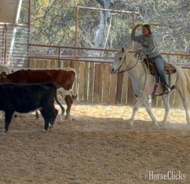 Quarter Horse - "Tonto" White Gelding Quarter Horse in Texas