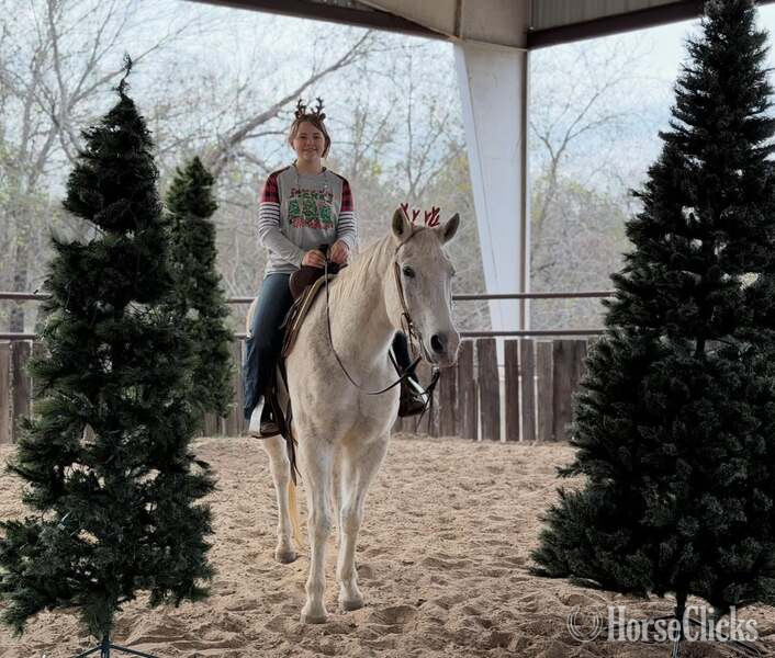 Quarter Horse - "Tonto" White Gelding Quarter Horse