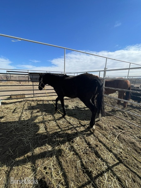 "Firewater slew niner" Black Gelding Quarter Horse in Colorado