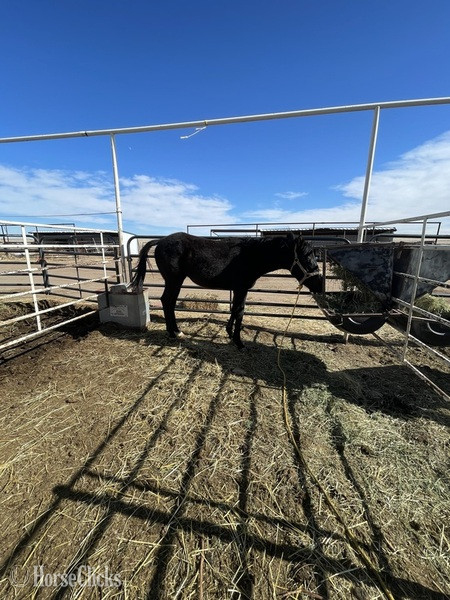 "Firewater slew niner" Black Gelding Quarter Horse